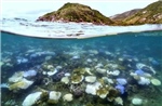 Báo động tình trạng suy giảm nghiêm trọng rạn san hô Great Barrier 