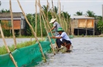 Khởi động mô hình nuôi trữ cá mùa nước nổi