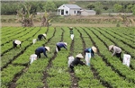 Xuất khẩu sụt giảm, chè Việt chinh phục thị trường nội địa