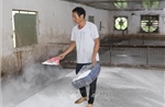 Ninh Bình ngăn chặn dịch tả lợn châu Phi