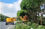 Hà Nội di chuyển, chặt hạ cây xanh phục vụ dự án giao thông trọng điểm