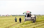 Ứng phó bão số 9: Quảng Trị khẩn trương thu hoạch lúa theo phương châm &#39;xanh nhà hơn già đồng&#39;