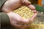 Nông dân Mỹ lao đao khi Trung Quốc ngừng nhập khẩu đậu tương
