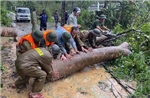 Các lực lượng &#39;căng mình&#39; cứu hộ, giúp dân khắc phục hậu quả mưa bão