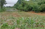 Tích cực tiêu úng cho hơn 28.000 ha cây trồng