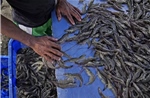 Cú sốc &#39;tôm nhiễm phóng xạ&#39; đe dọa hàng triệu sinh kế tại Indonesia