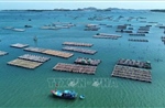 Đắk Lắk cơ cấu lại lĩnh vực nuôi trồng thủy sản
