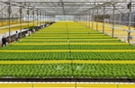 Nông nghiệp Việt Nam trước ngưỡng cửa công nghệ chỉnh sửa gen