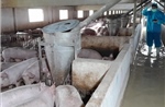 Ngành chăn nuôi chuyển mình mạnh nhờ công nghệ hiện đại