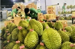 Xuất khẩu sầu riêng ổn định trở lại sau thời gian ngắn gián đoạn bởi kiểm nghiệm