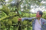 Thu tiền tỷ từ trồng sầu riêng nghịch vụ trên đất lúa kém hiệu quả