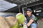 Sầu riêng đầu mùa nghịch vụ rớt giá