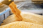 Thị trường nông sản: Algeria nhập khẩu hơn 1 triệu tấn ngô để ổn định nguồn cung