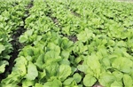 Đồng Tháp xây dựng, phát triển vùng chuyên canh rau màu an toàn