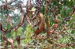 Nấm 'nhảy gen' - Hiểm họa đe dọa ngành cà phê toàn cầu