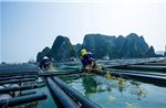 Quảng Ninh dự kiến phát triển ít nhất 5 vùng trọng điểm nuôi biển