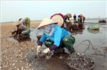 Hưng Yên: Ngao chết hàng loạt khiến người nuôi thiệt hại nặng
