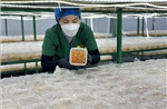 Phát triển kinh tế tập thể, nâng tầm sản phẩm OCOP trong kỷ nguyên số