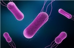 Hơn 130 bác sĩ nhiễm khuẩn Salmonella tại bệnh viện của Mexico