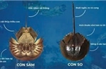 Người đàn ông suýt tử vong vì ăn nhầm So biển chứa độc tố cực mạnh