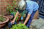 TP Hồ Chí Minh đồng loạt triển khai biện pháp phòng, chống bệnh Chikungunya