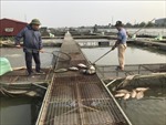 Hải Dương khắc phục tình trạng cá nuôi lồng bè trên sông bị chết