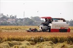 Nông dân Phú Yên &#39;vượt&#39; nắng nóng thu hoạch lúa