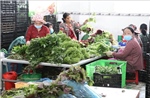 Tiền Giang trồng rau màu cho lợi nhuận đến hơn 300 triệu đồng/ha