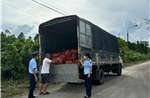 Quảng Ninh: Bắt giữ 2 vụ vận chuyển gần 17 tấn ngao, hàu trái phép