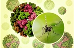 Bộ Y tế khuyến cáo khẩn các biện pháp phòng, chống bệnh Chikungunya 