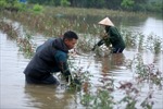 Nông dân Đông Anh (Hà Nội) ngâm mình trong nước thu hoạch hoa màu