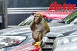 Truy bắt khỉ hoang quậy phá trong bãi đỗ xe Duy Tân (Hà Nội)