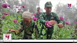 Khởi tố vụ án trồng thuốc phiện tại Cao Bằng