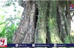 Cây Thị 700 năm được công nhận cây Di sản Việt Nam