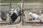 Chuyển đổi sinh kế bền vững từ việc buôn bán, giết mổ chó mèo