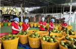 Gia hạn thuế và tiền thuê đất: Tăng dư địa dòng tiền, tiếp thêm động lực cho doanh nghiệp