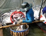 Giá cá tra tăng cao, người nuôi lãi 3.000 - 4.000 đồng/kg