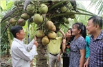 &#39;Cơn sốt&#39; dừa tươi: Thời điểm xây dựng chuỗi giá trị bền vững