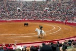 Tòa án Mexico phán quyết đình chỉ tổ chức đấu bò tót tại đấu trường lớn nhất thế giới