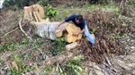Phú Yên: Phát hiện thêm các vụ phá rừng tại xã Sơn Hội, huyện Sơn Hòa