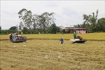 Tiền Giang khẩn trương thu hoạch lúa Hè Thu trước bão lũ