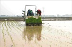 Hơn 81% diện tích ở Trung du và Đồng bằng Bắc Bộ đủ nước cho gieo cấy