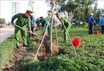 Sôi nổi Tết trồng cây tại Ninh Thuận