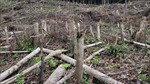 Gần 5 ha rừng tự nhiên tại Gia Lai bị tàn phá trái phép