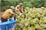 Sầu riêng được giá, nông dân bội thu