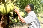 Giá dừa sáp Trà Vinh tăng cao trước mùa lễ hội