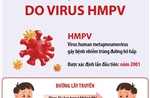 Thông tin về bệnh đường hô hấp do virus HMPV