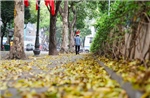 Có một Hà Nội đẹp dịu dàng mùa lá rụng