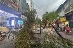 Mưa dông lớn bất ngờ quật đổ nhiều cây xanh, xe máy trên đường phố Hà Nội