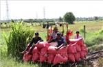 Nông dân Vĩnh Long thất thu vụ lúa Hè Thu